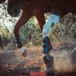 مچ بند پای اسب FOUGANZA getr 500