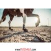 مچ بند اسب فروشگاه