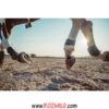 مچ بند اسب فروشگاه