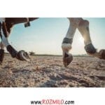 مچ بند پای اسب FOUGANZA getr 500